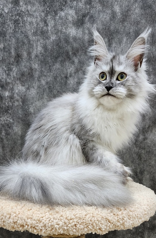Dolce Vita Akbars (polydactyl)66/66 - Junior maine-coon 8 months 1.5 week
