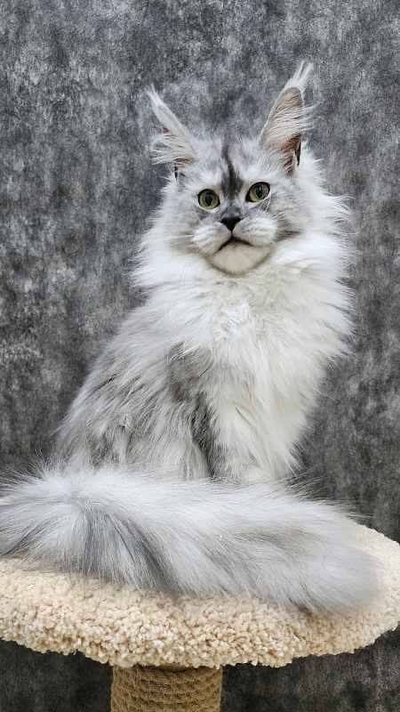 Dolce Vita Akbars (polydactyl)66/66 - Junior maine-coon 8 months 1.5 week