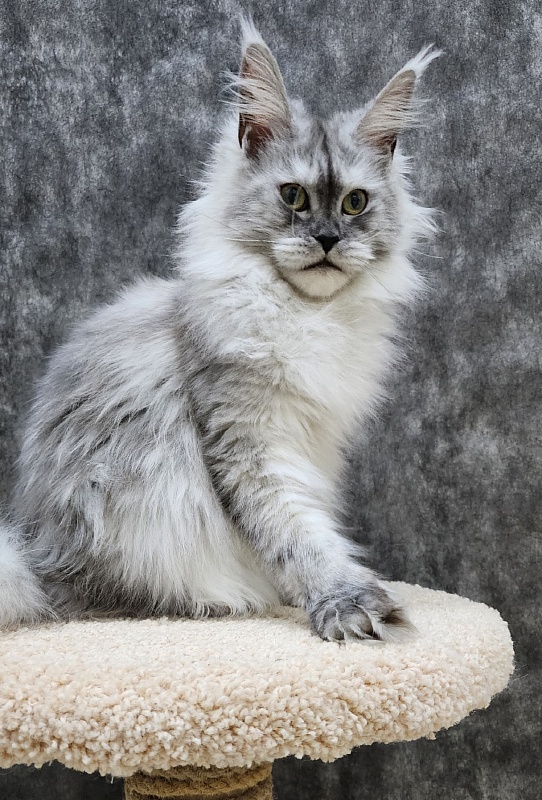Dolce Vita Akbars (polydactyl)66/66 - Junior maine-coon 8 months 1.5 week