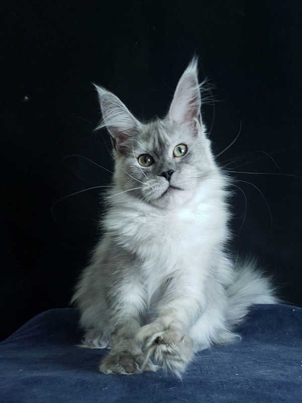 Dolce Vita Akbars (polydactyl)66/66 - Kitten maine-coon 6 months