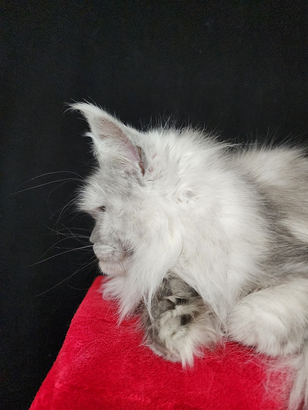 Dolce Vita Akbars (polydactyl)66/66 - Adult maine-coon 11 months