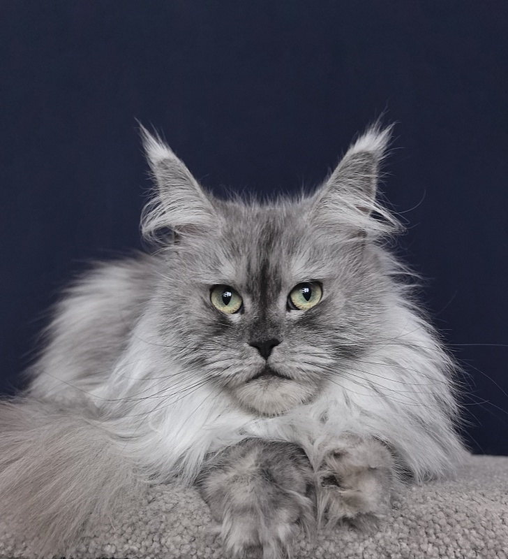 Dolce Vita  Akbars (polydactyl)66/66 - Adult maine-coon 3 years 9 months 0.5 weeks