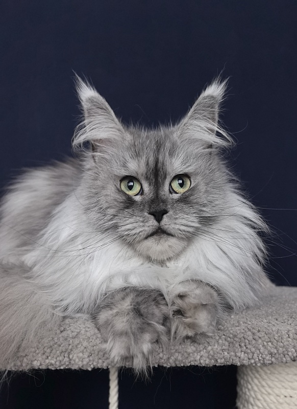 Dolce Vita  Akbars (polydactyl)66/66 - Adult maine-coon 3 years 9 months 0.5 weeks