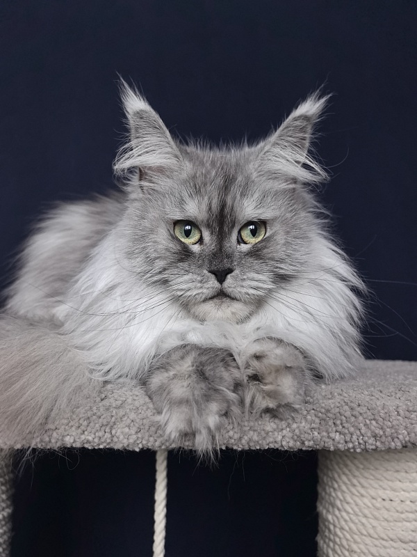 Dolce Vita  Akbars (polydactyl)66/66 - Adult maine-coon 3 years 9 months 0.5 weeks