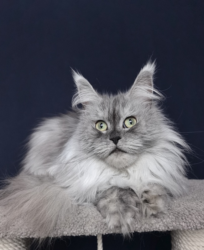 Dolce Vita  Akbars (polydactyl)66/66 - Adult maine-coon 3 years 9 months 0.5 weeks