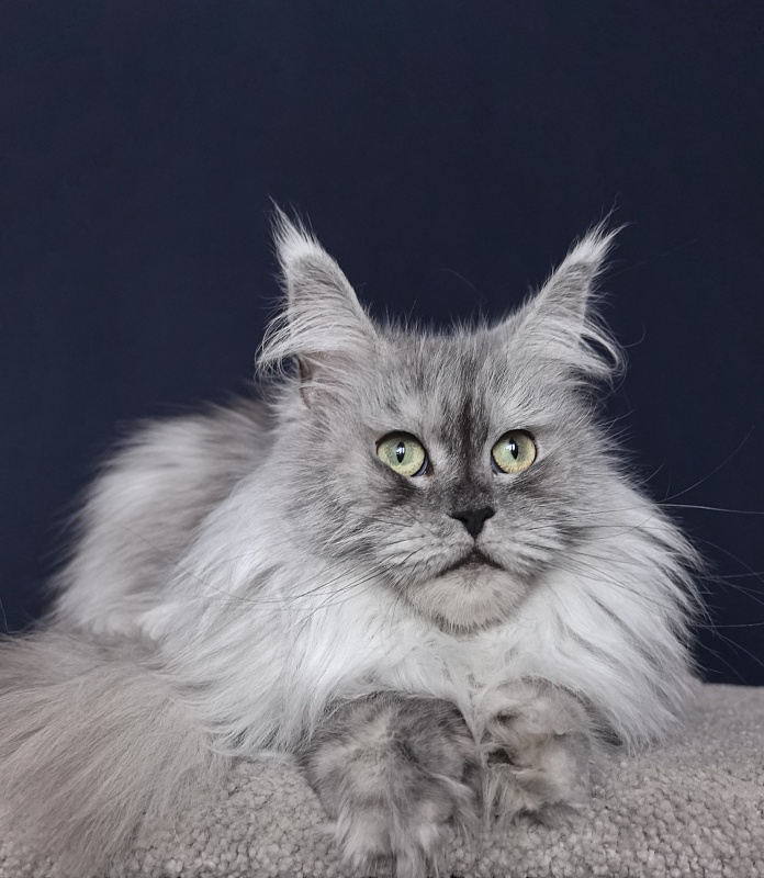 Dolce Vita  Akbars (polydactyl)66/66 - Adult maine-coon 3 years 9 months 0.5 weeks