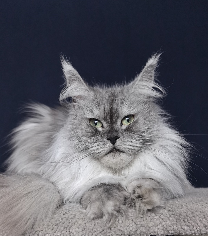 Dolce Vita  Akbars (polydactyl)66/66 - Adult maine-coon 3 years 9 months 0.5 weeks