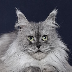 Dolce Vita  Akbars (polydactyl)66/66