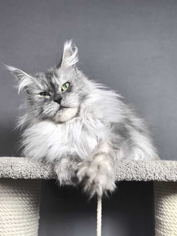 Dolce Vita  Akbars (polydactyl)66/66 - Adult maine-coon 3 years 9 months 4 weeks