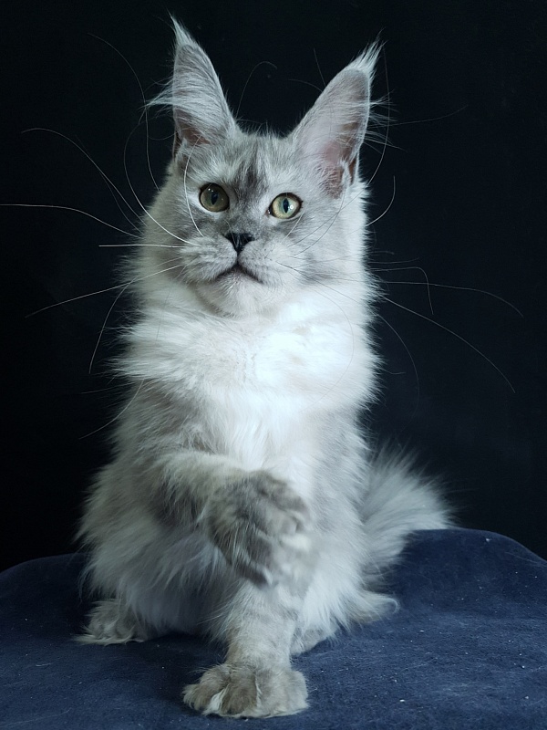 Dolce Vita Akbars (polydactyl)66/66 - Kitten maine-coon 6 months