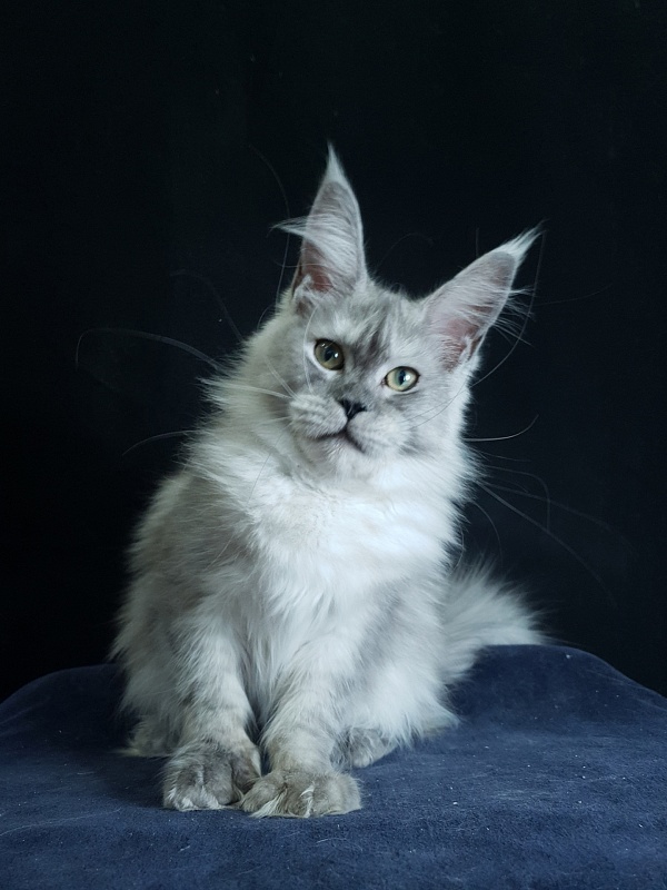 Dolce Vita Akbars (polydactyl)66/66 - Kitten maine-coon 6 months