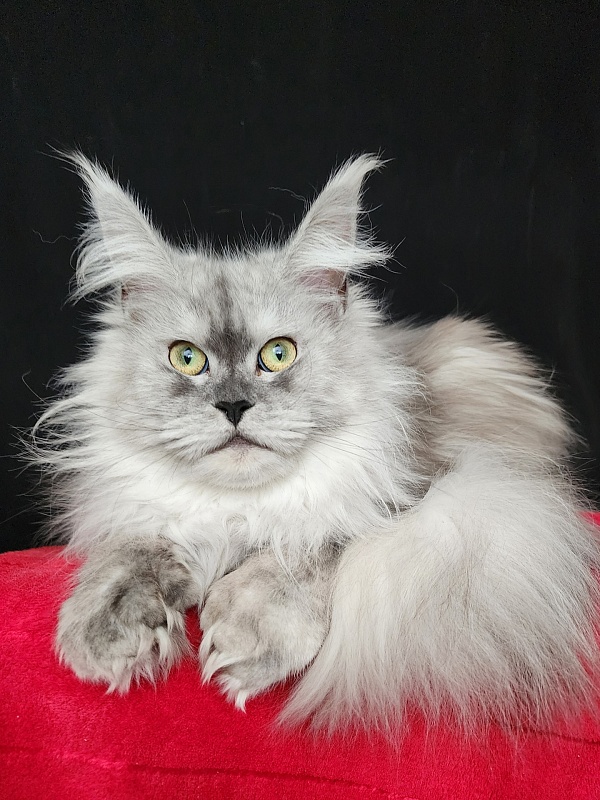 Dolce Vita Akbars (polydactyl)66/66 - Adult maine-coon 11 months