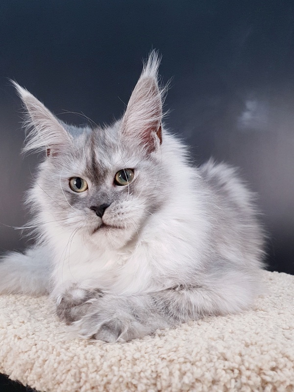 Dolce Vita Akbars (polydactyl)66/66 - Junior maine-coon 7 months 2 weeks