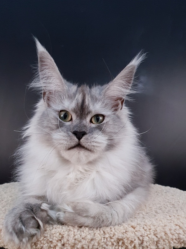 Dolce Vita Akbars (polydactyl)66/66 - Junior maine-coon 7 months 2 weeks