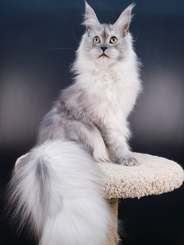 Dolce Vita Akbars (polydactyl)66/66 - Junior maine-coon 7 months 2 weeks