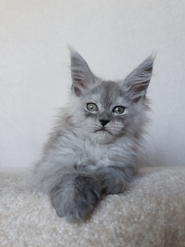 Dolce Vita Akbars (polydactyl)66/66 - Kitten maine-coon 1 month 4 weeks