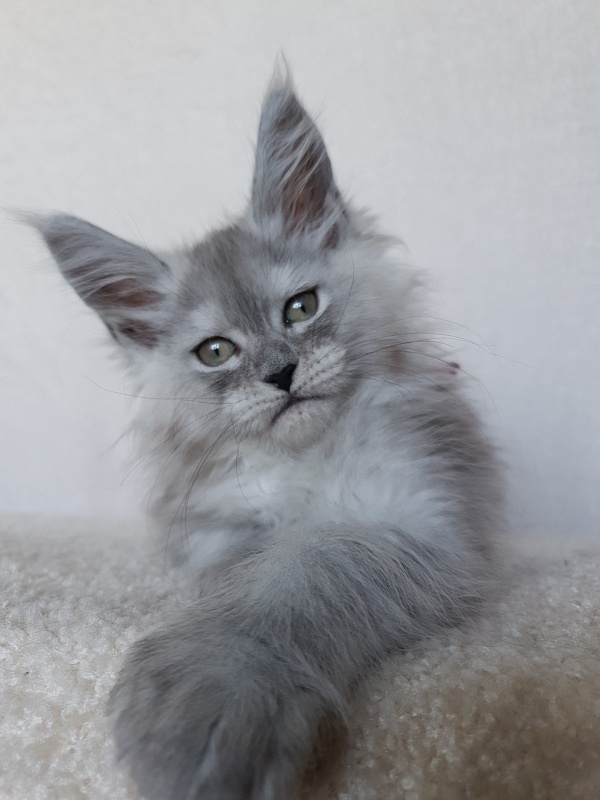 Dolce Vita Akbars (polydactyl)66/66 - Kitten maine-coon 1 month 4 weeks