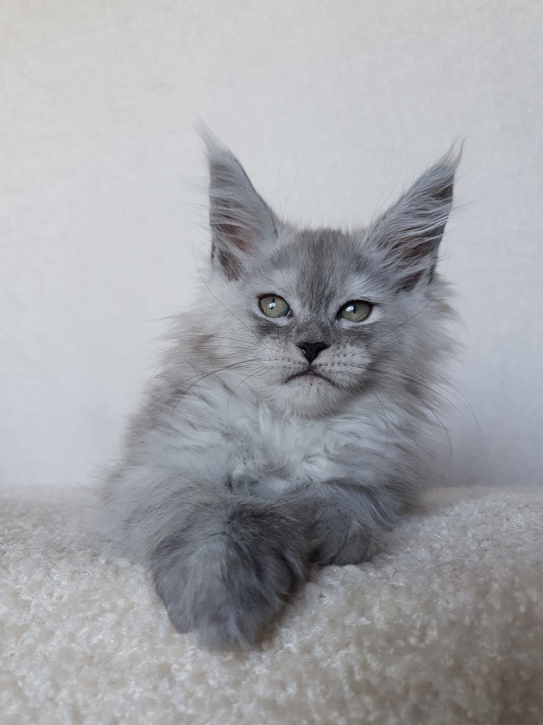 Dolce Vita Akbars (polydactyl)66/66 - Kitten maine-coon 1 month 4 weeks