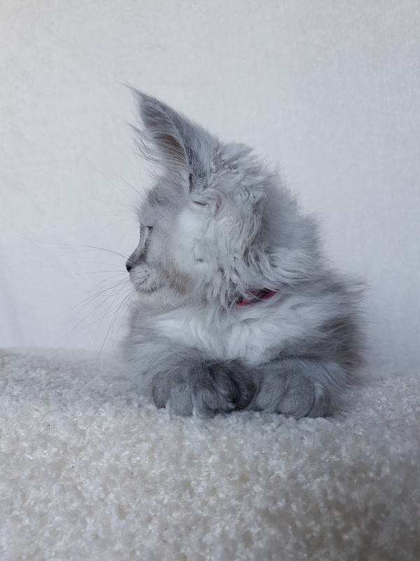 Dolce Vita Akbars (polydactyl)66/66 - Kitten maine-coon 1 month 4 weeks
