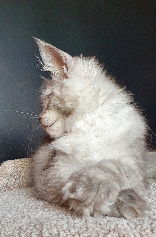 Dolce Vita Akbars (polydactyl)66/66 - Kitten maine-coon 3 months 3.5 weeks