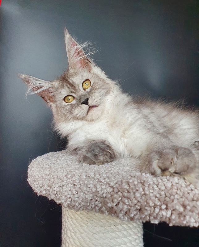 Dolce Vita Akbars (polydactyl)66/66 - Kitten maine-coon 3 months 3.5 weeks