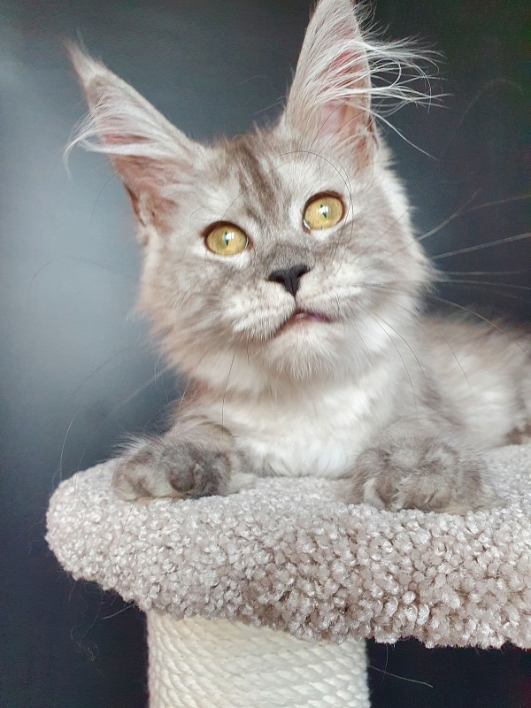 Dolce Vita Akbars (polydactyl)66/66 - Kitten maine-coon 3 months 3.5 weeks
