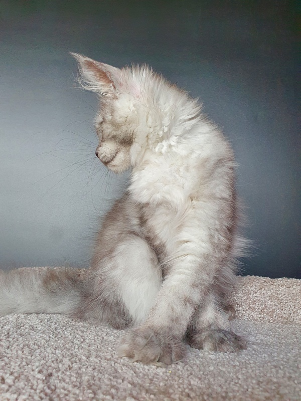 Dolce Vita Akbars (polydactyl)66/66 - Kitten maine-coon 3 months 3.5 weeks