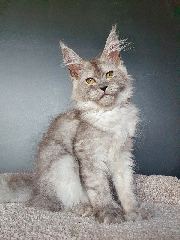 Dolce Vita Akbars (polydactyl)66/66 - Kitten maine-coon 3 months 3.5 weeks