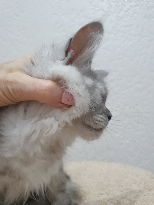 Dolce Vita Akbars (polydactyl)66/66 - Kitten maine-coon 3 months 3.5 weeks