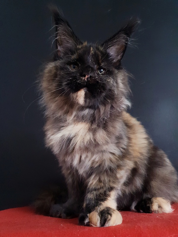 Celebrity Akbars (polydactyl) 66/67 - Котенок мейн-кун 4 месяца 4 недели