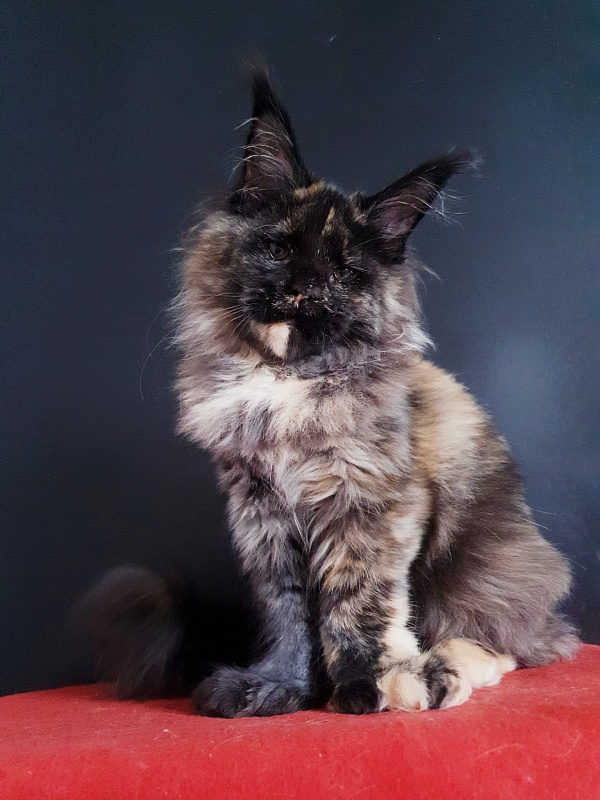 Celebrity Akbars (polydactyl) 66/67 - Котенок мейн-кун 4 месяца 4 недели