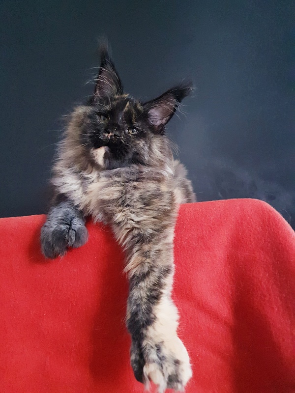 Celebrity Akbars (polydactyl) 66/67 - Котенок мейн-кун 4 месяца 4 недели
