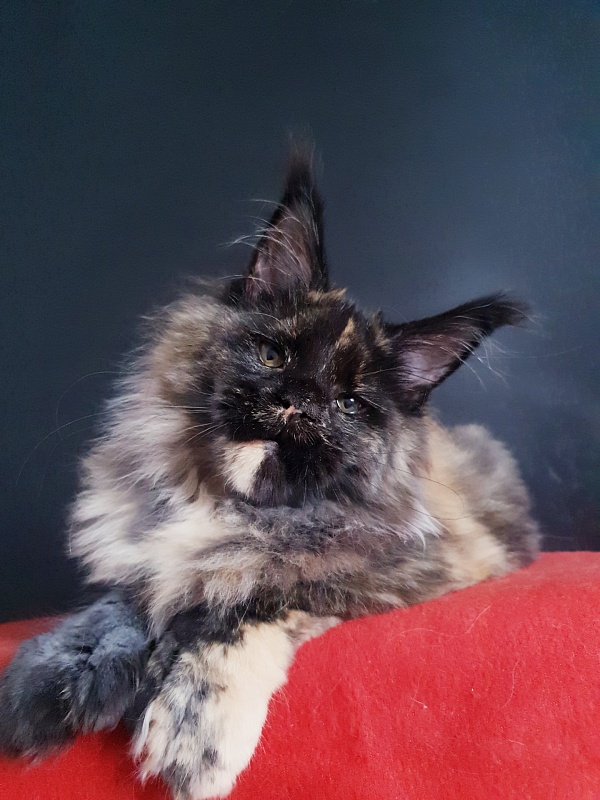 Celebrity Akbars (polydactyl) 66/67 - Котенок мейн-кун 4 месяца 4 недели