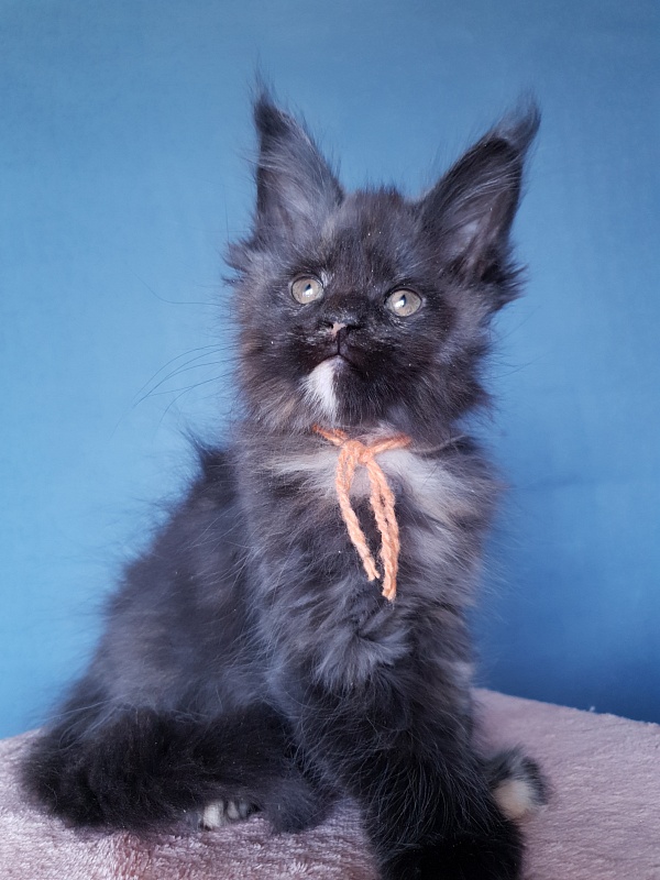 Celebrity Akbars (polydactyl) 66/67 - Котенок мейн-кун 2 месяца 1 неделя