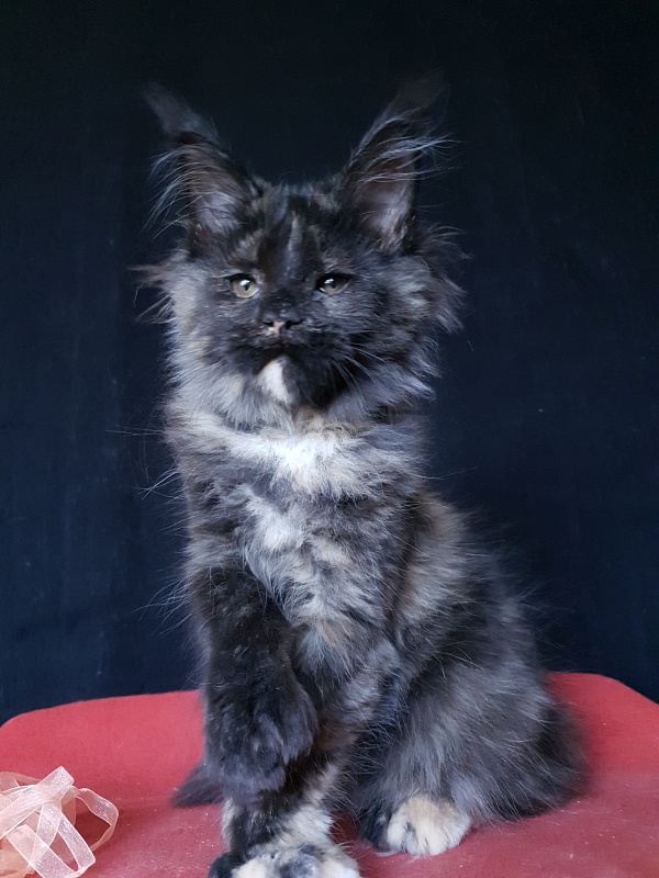 Celebrity Akbars (polydactyl) 66/67 - Котенок мейн-кун 3 месяца 3 недели