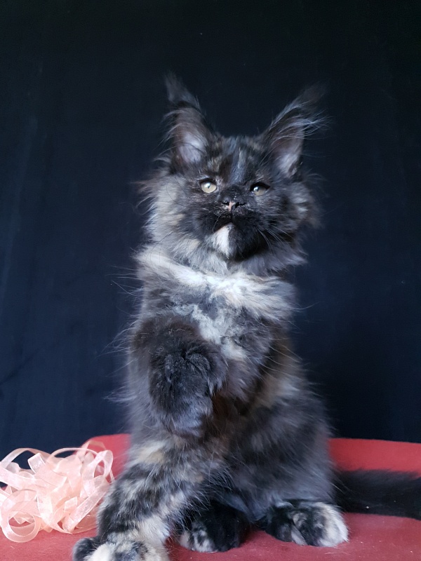 Celebrity Akbars (polydactyl) 66/67 - Котенок мейн-кун 3 месяца 3 недели