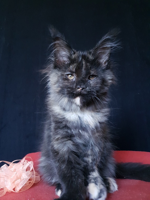 Celebrity Akbars (polydactyl) 66/67 - Котенок мейн-кун 3 месяца 3 недели