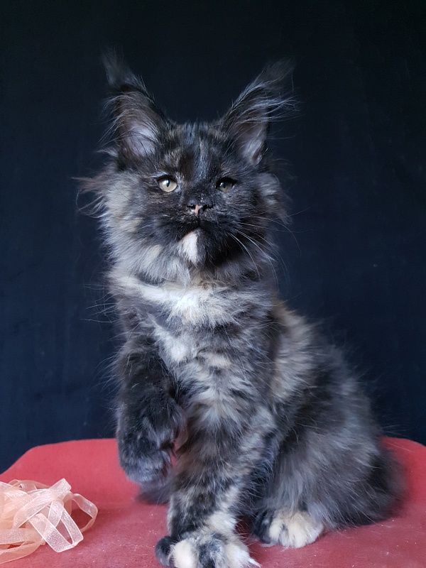 Celebrity Akbars (polydactyl) 66/67 - Котенок мейн-кун 3 месяца 3 недели