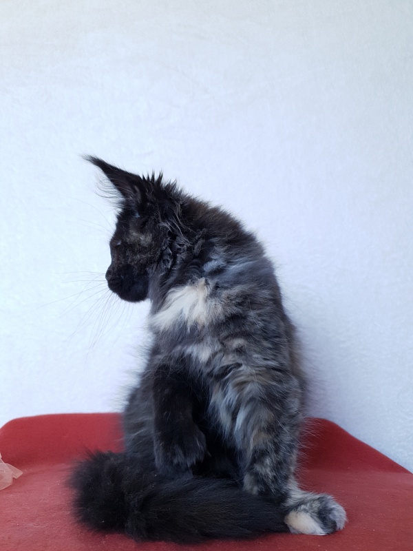 Celebrity Akbars (polydactyl) 66/67 - Котенок мейн-кун 3 месяца 3 недели