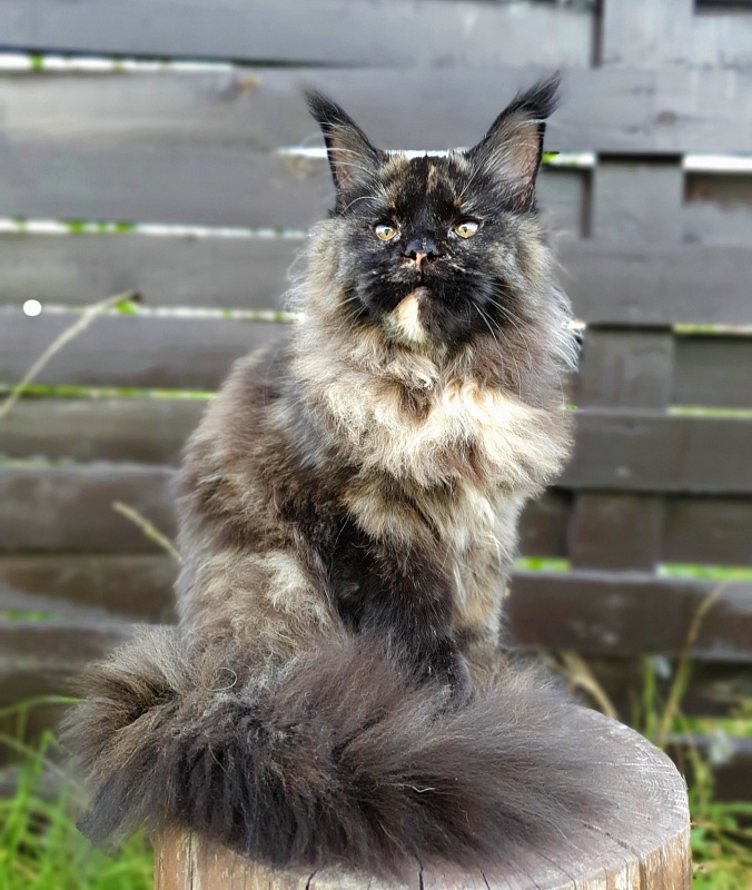 Celebrity Akbars (polydactyl) 66/67 - Юниор мейн-кун 7 месяцев 1 неделя