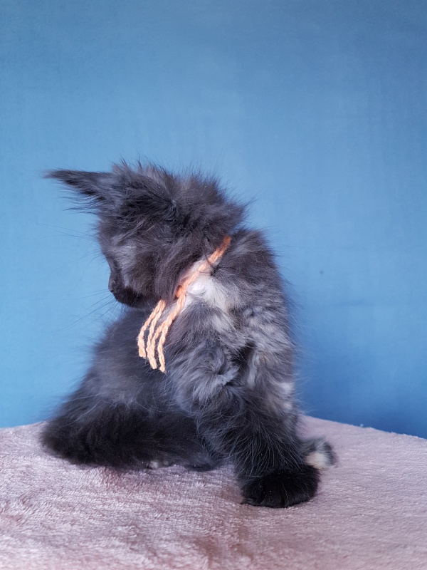Celebrity Akbars (polydactyl) 66/67 - Котенок мейн-кун 2 месяца 1 неделя