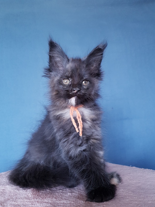 Celebrity Akbars (polydactyl) 66/67 - Котенок мейн-кун 2 месяца 1 неделя