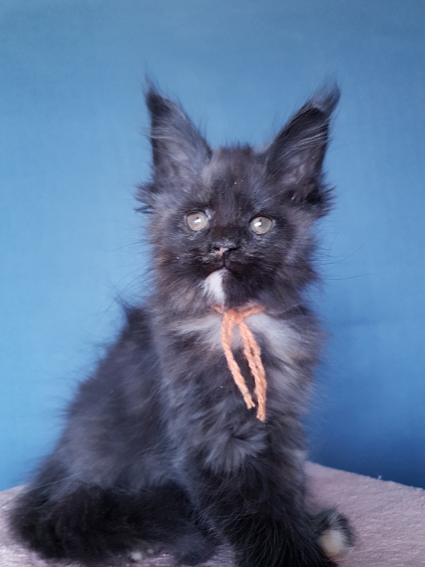 Celebrity Akbars (polydactyl) 66/67 - Котенок мейн-кун 2 месяца 1 неделя