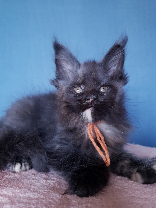 Celebrity Akbars (polydactyl) 66/67 - Котенок мейн-кун 2 месяца 1 неделя