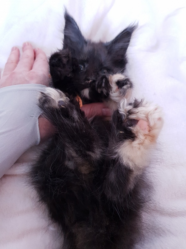 Celebrity Akbars (polydactyl) 66/67 - Котенок мейн-кун 2 месяца 1 неделя