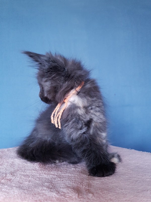 Celebrity Akbars (polydactyl) 66/67 - Котенок мейн-кун 2 месяца 1 неделя