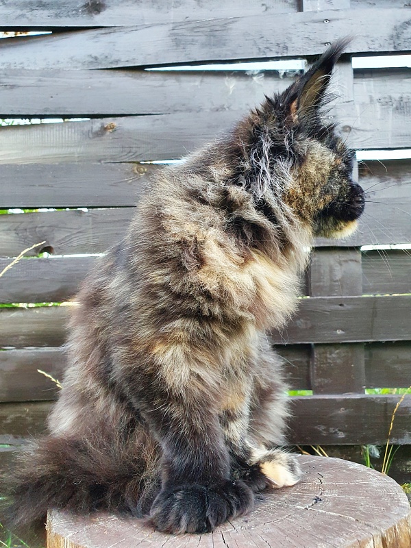 Celebrity Akbars (polydactyl) 66/67 - Юниор мейн-кун 7 месяцев 1 неделя