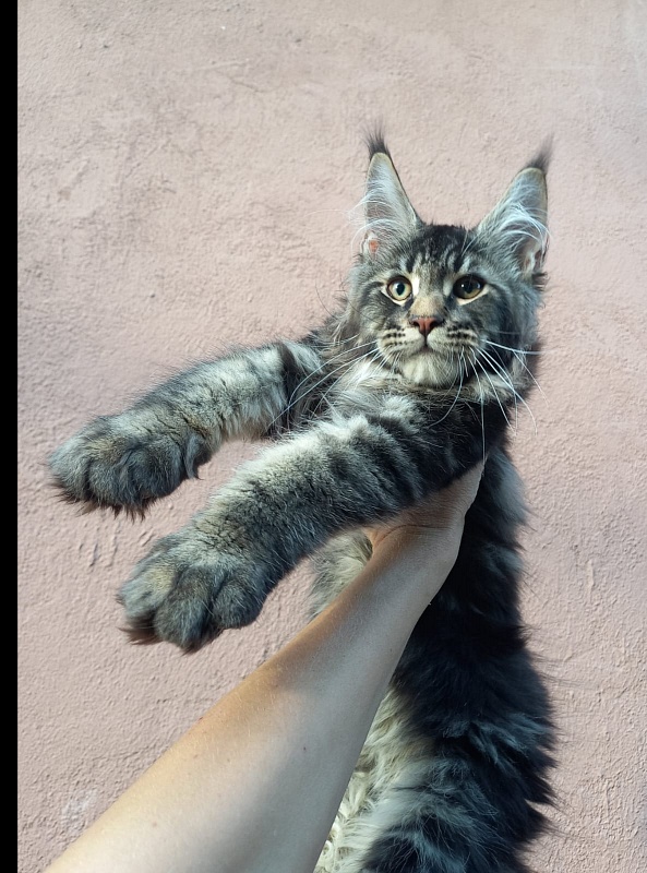 Kris Akbars - Kitten maine-coon 3 months 1 week