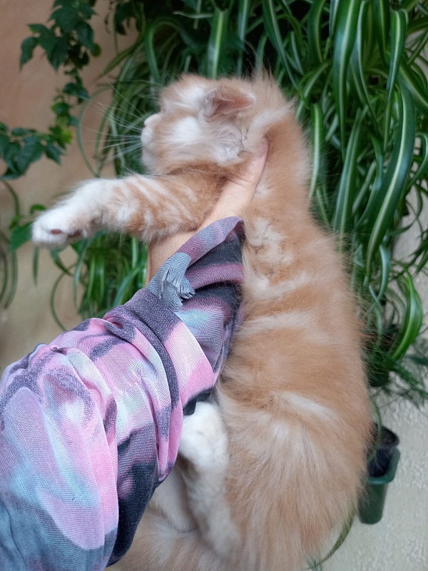 Kastus Akbars - Kitten maine-coon 1 month 1.5 week