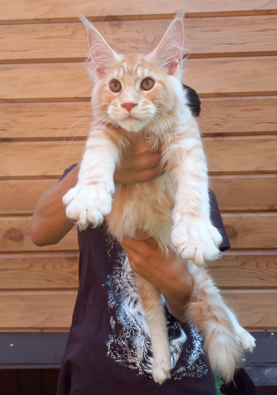 Kastus Akbars - Kitten maine-coon 3 months